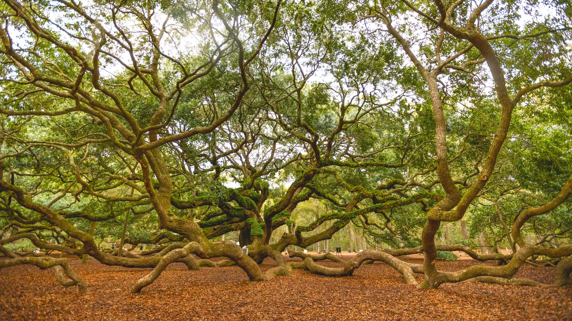 Angel Oak Tree Landmark