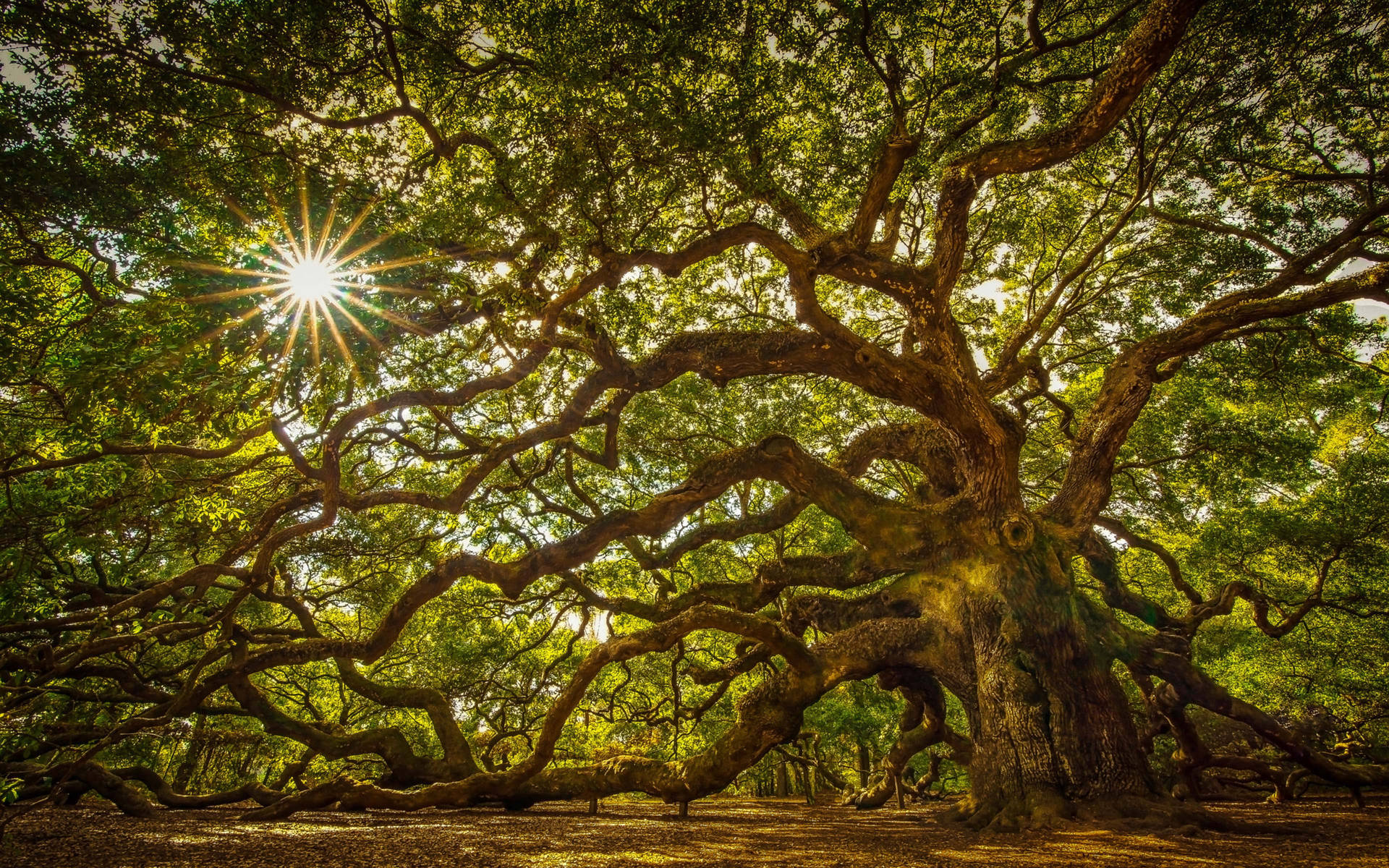 Angel Oak Tree South Carolina