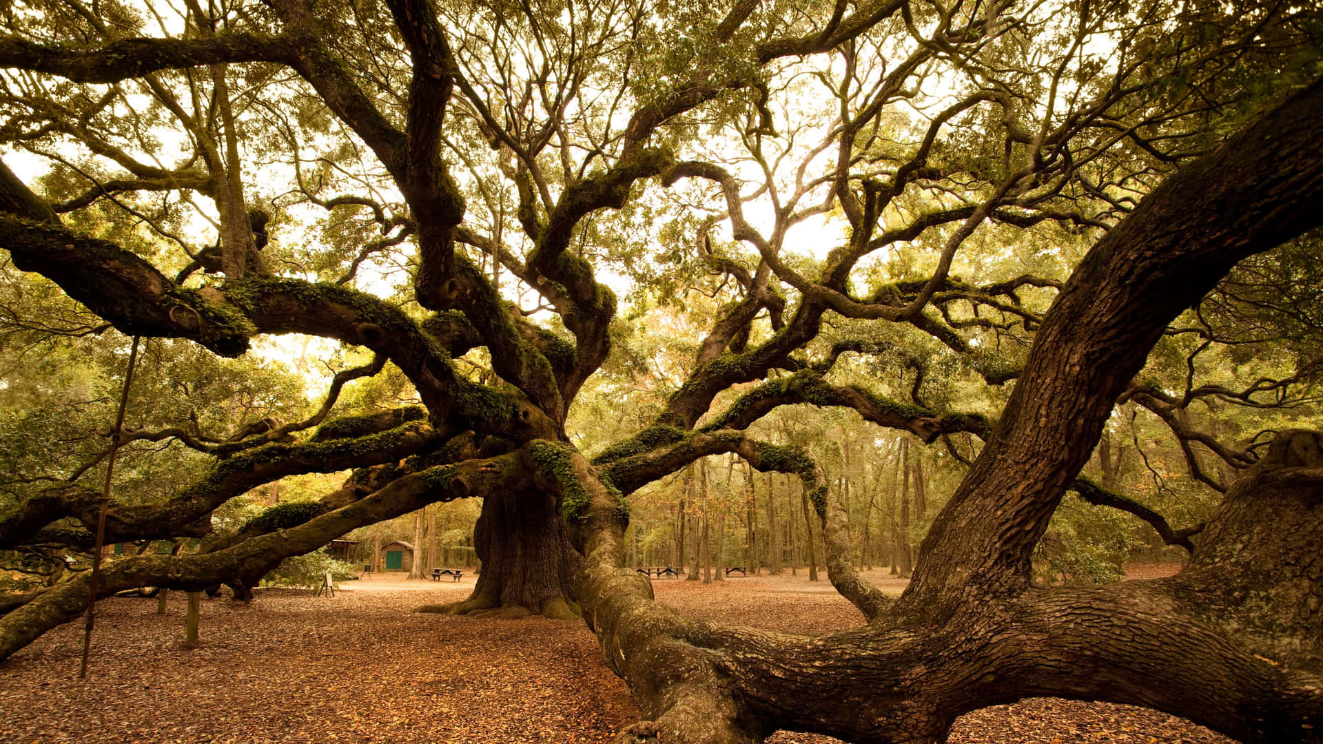 Angel Oak Tree South Carolina