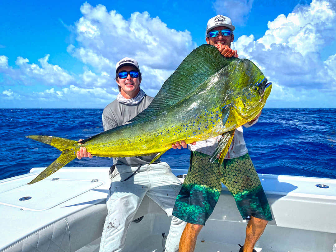 Anglerswith Big Mahi Mahi Catch Background