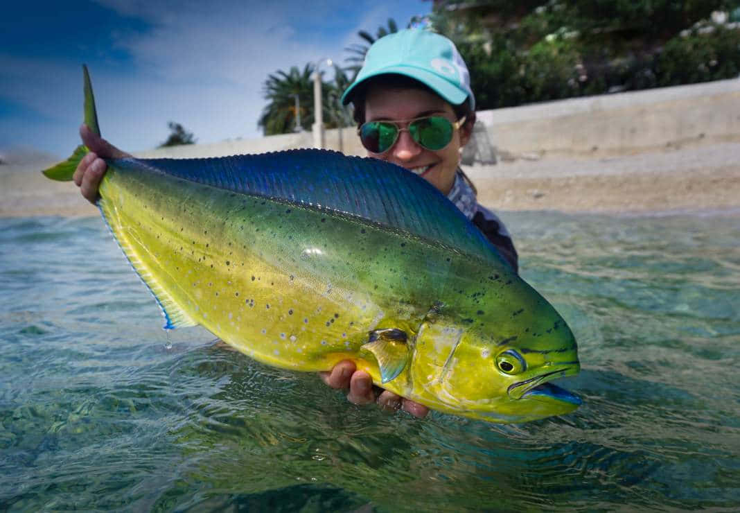 Anglerwith Caught Mahi Mahi Background