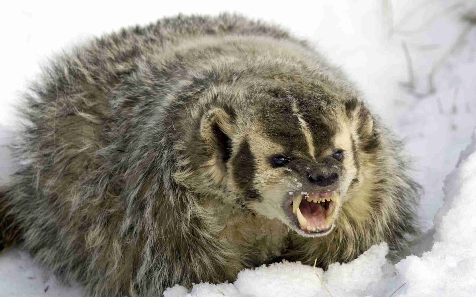 Angry Badgerin Snow.jpg Background