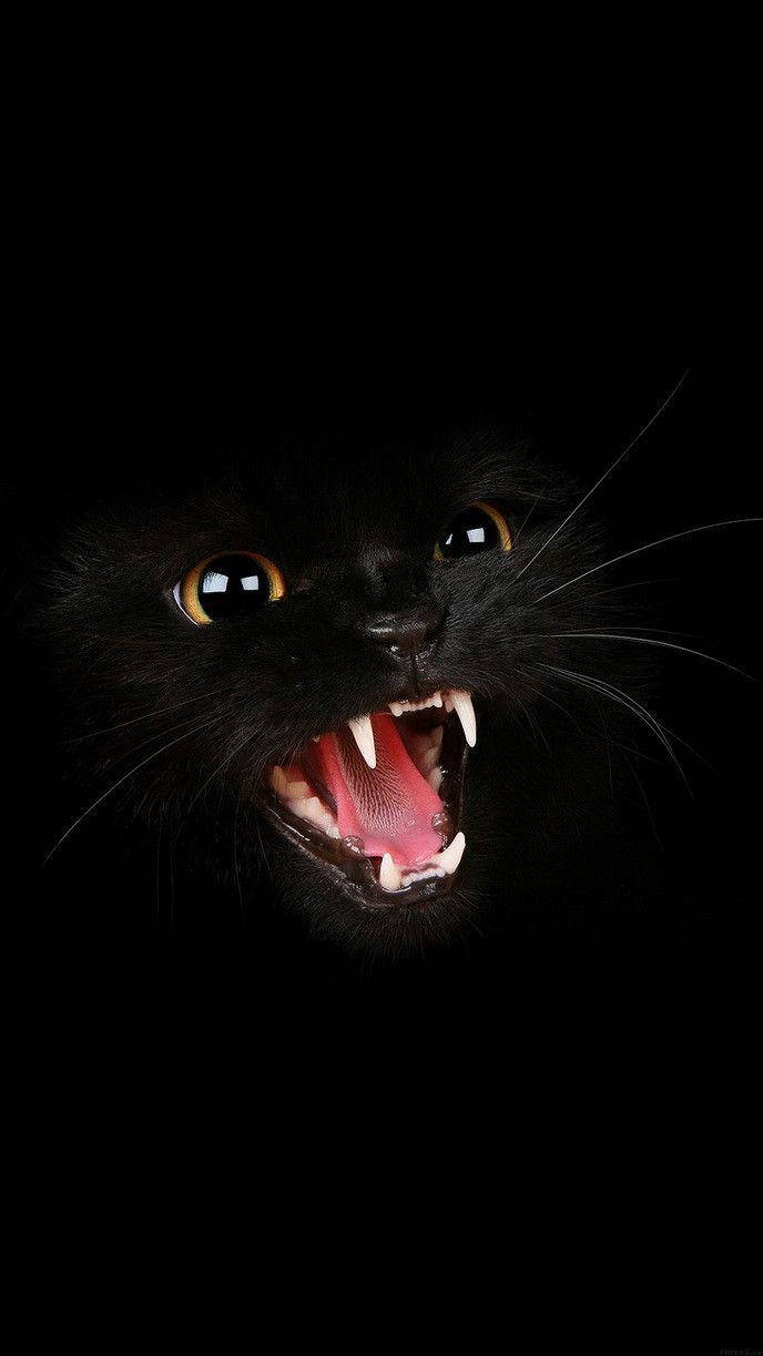 Angry Black Cat In Dark Screen Background