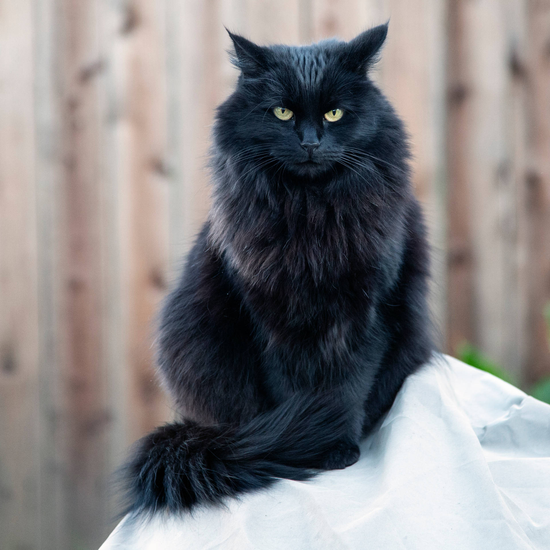 Angry Black Fluffy Cat