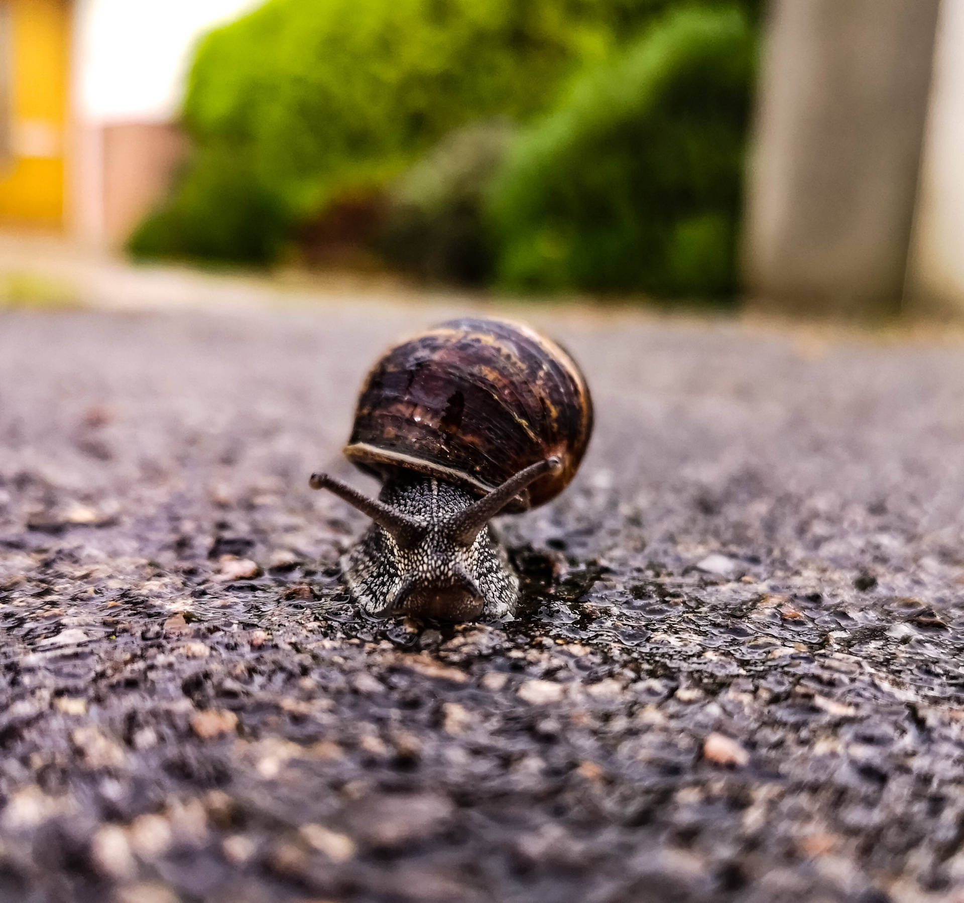 Angry Brown Snail Background
