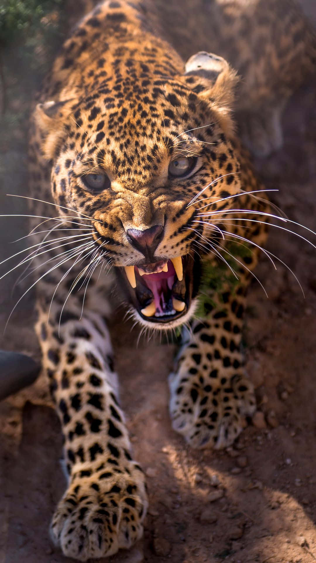 Angry Cheetah Growl Attack Iphone Background