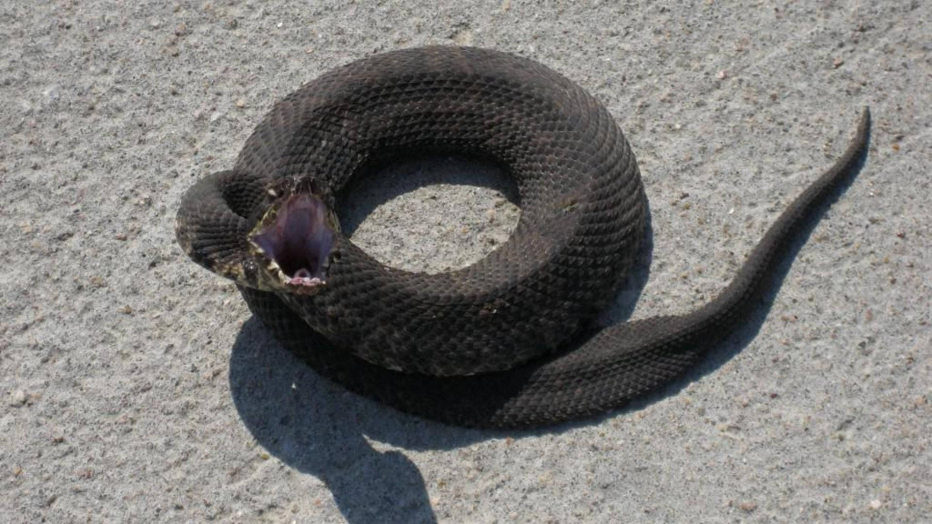 Angry Cottonmouth Coiled On A Stone