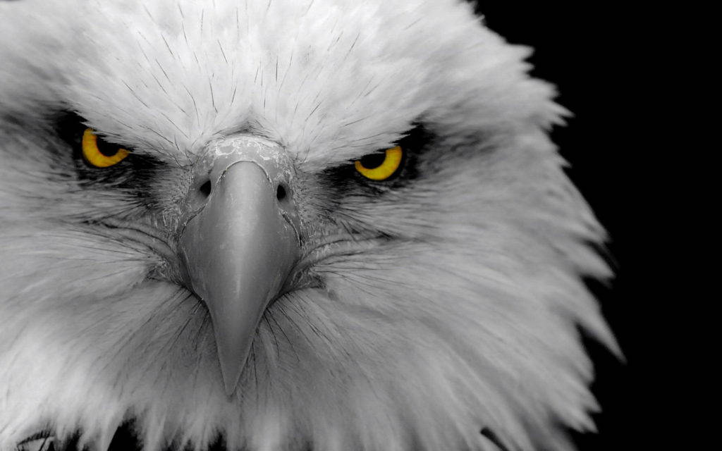 Angry Eagle Background