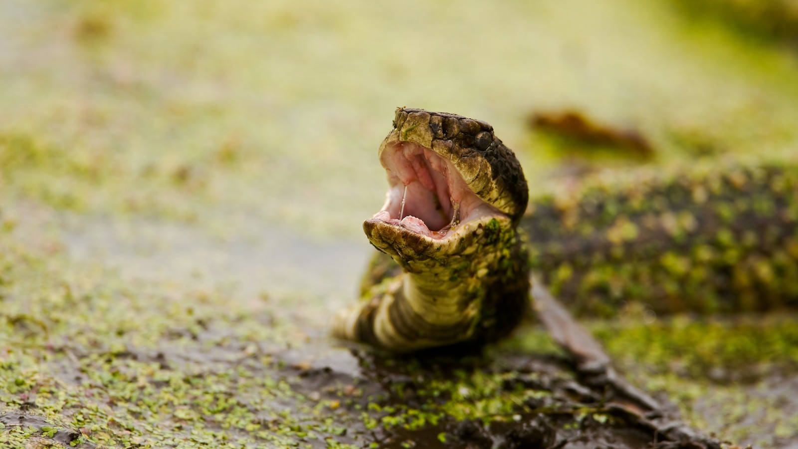 Angry Green Cottonmouth