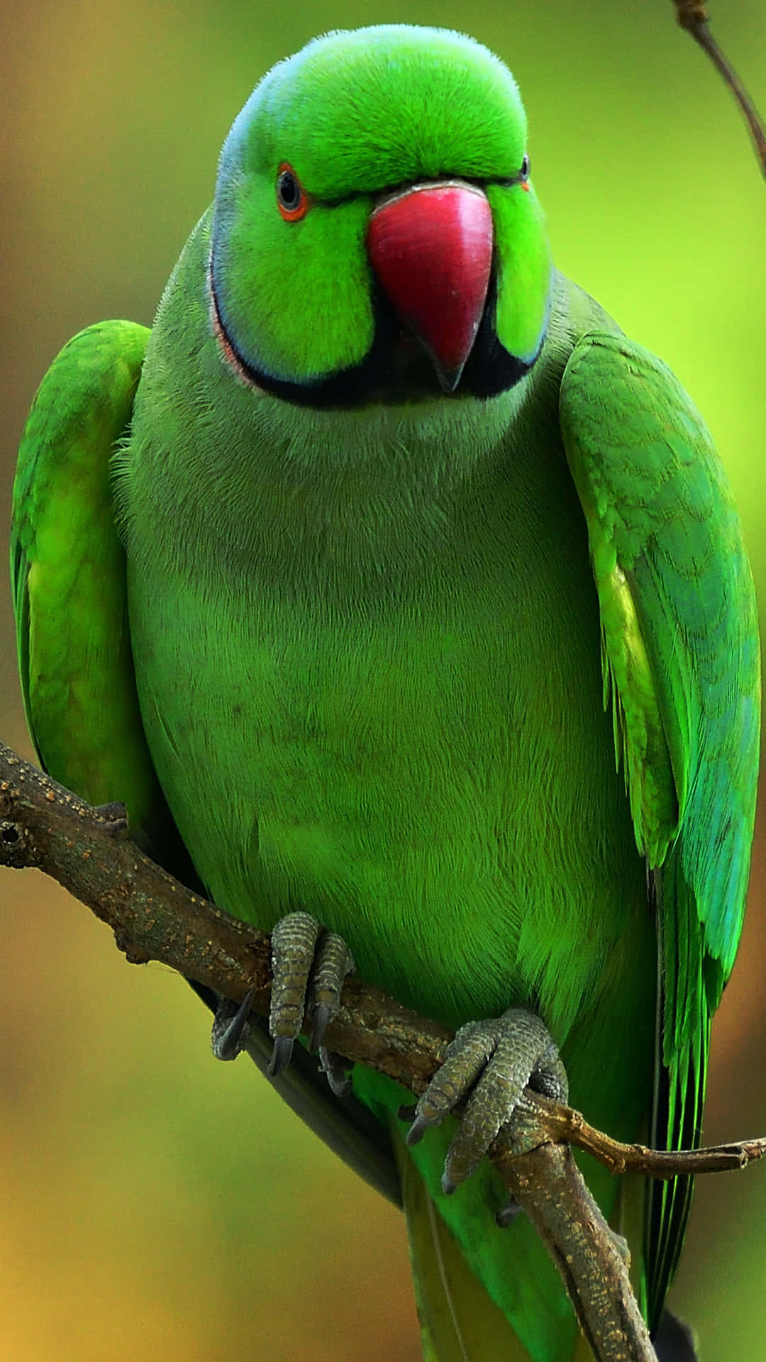 Angry Green Parrot