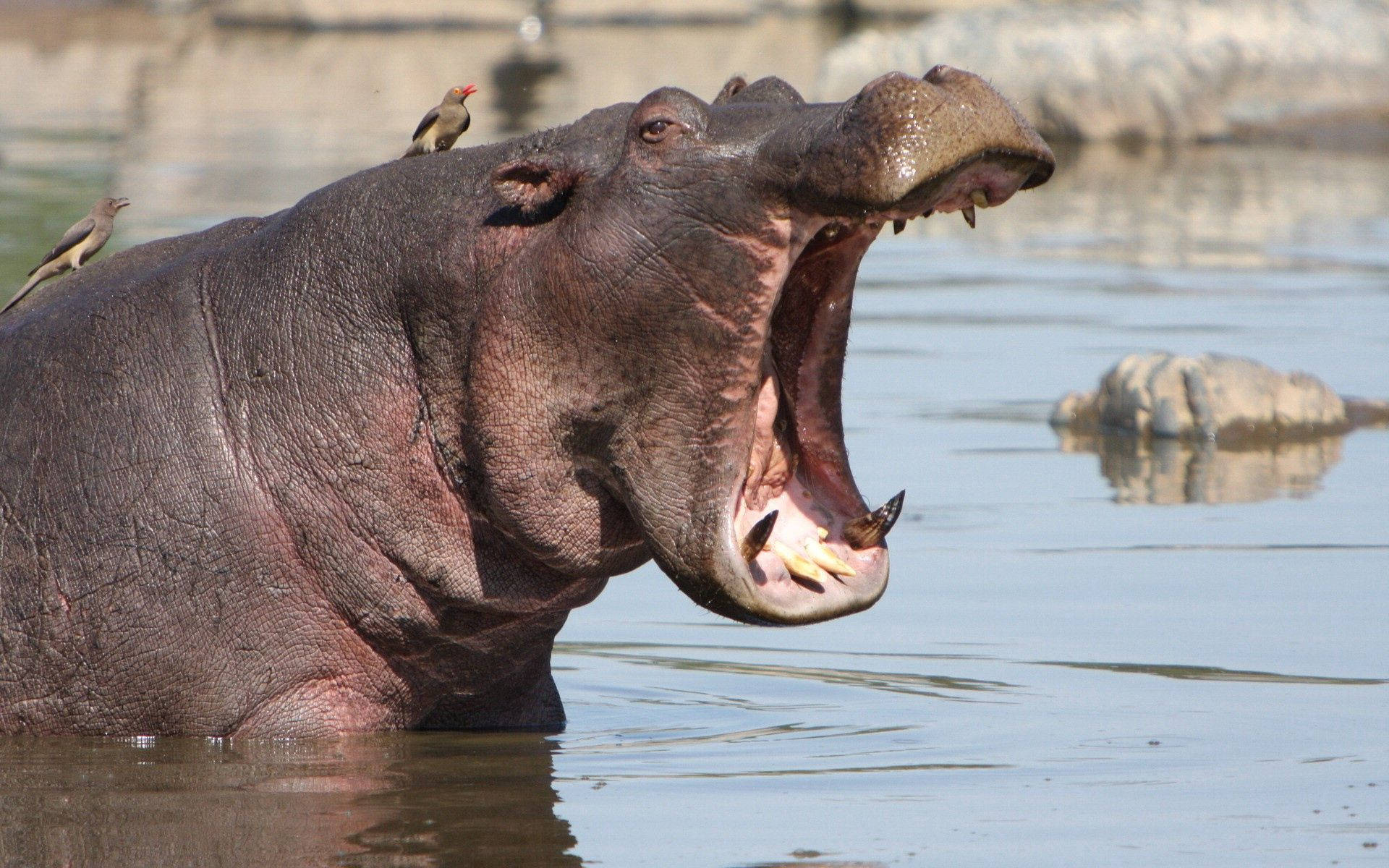 Angry Hippo On Water