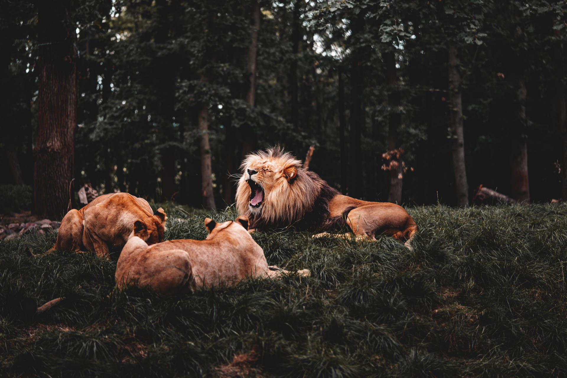 Angry Lion And Two Lionesses Background