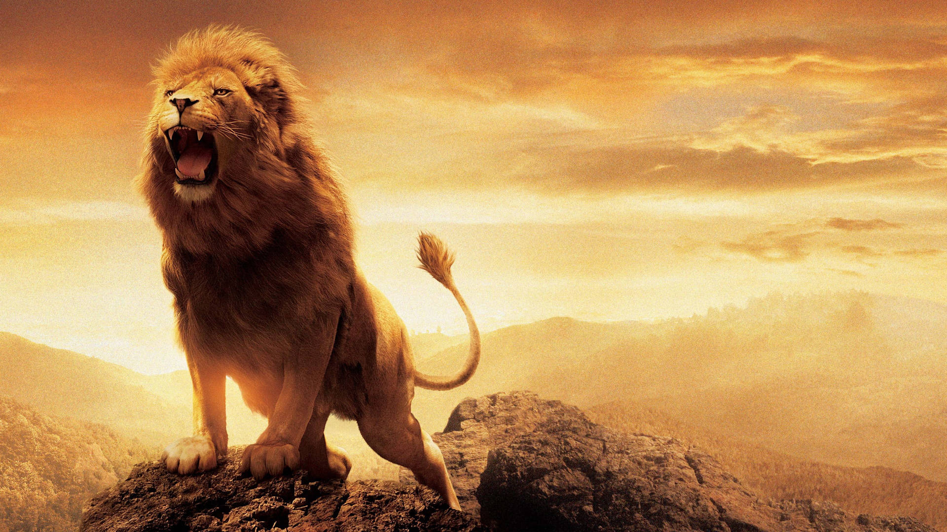 Angry Lion Aslan From Narnia Background