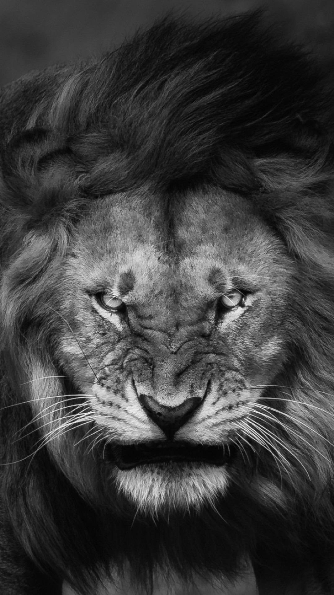 Angry Lion In Grayscale Background