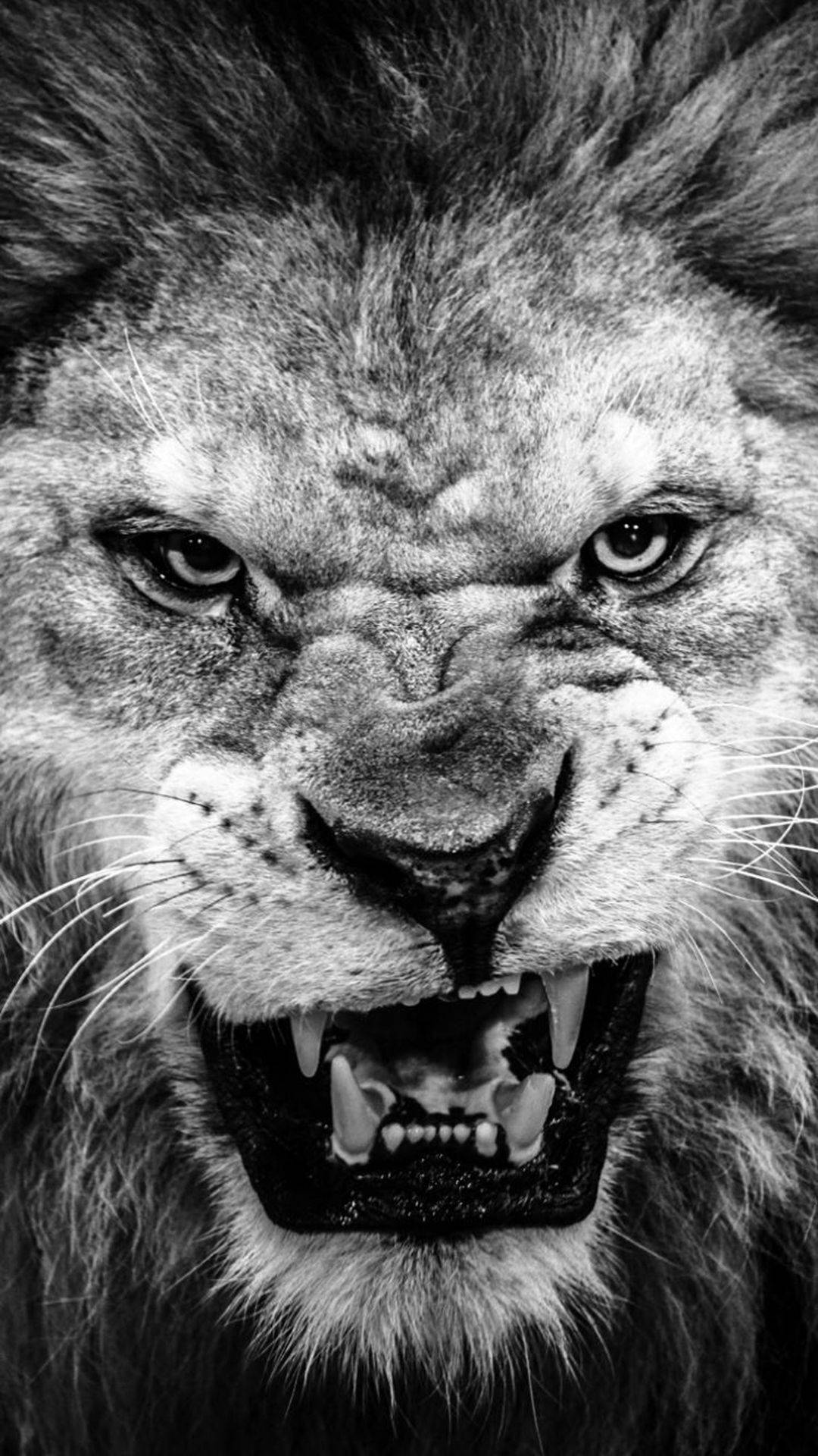 Angry Lion Iphone Grayscale Background