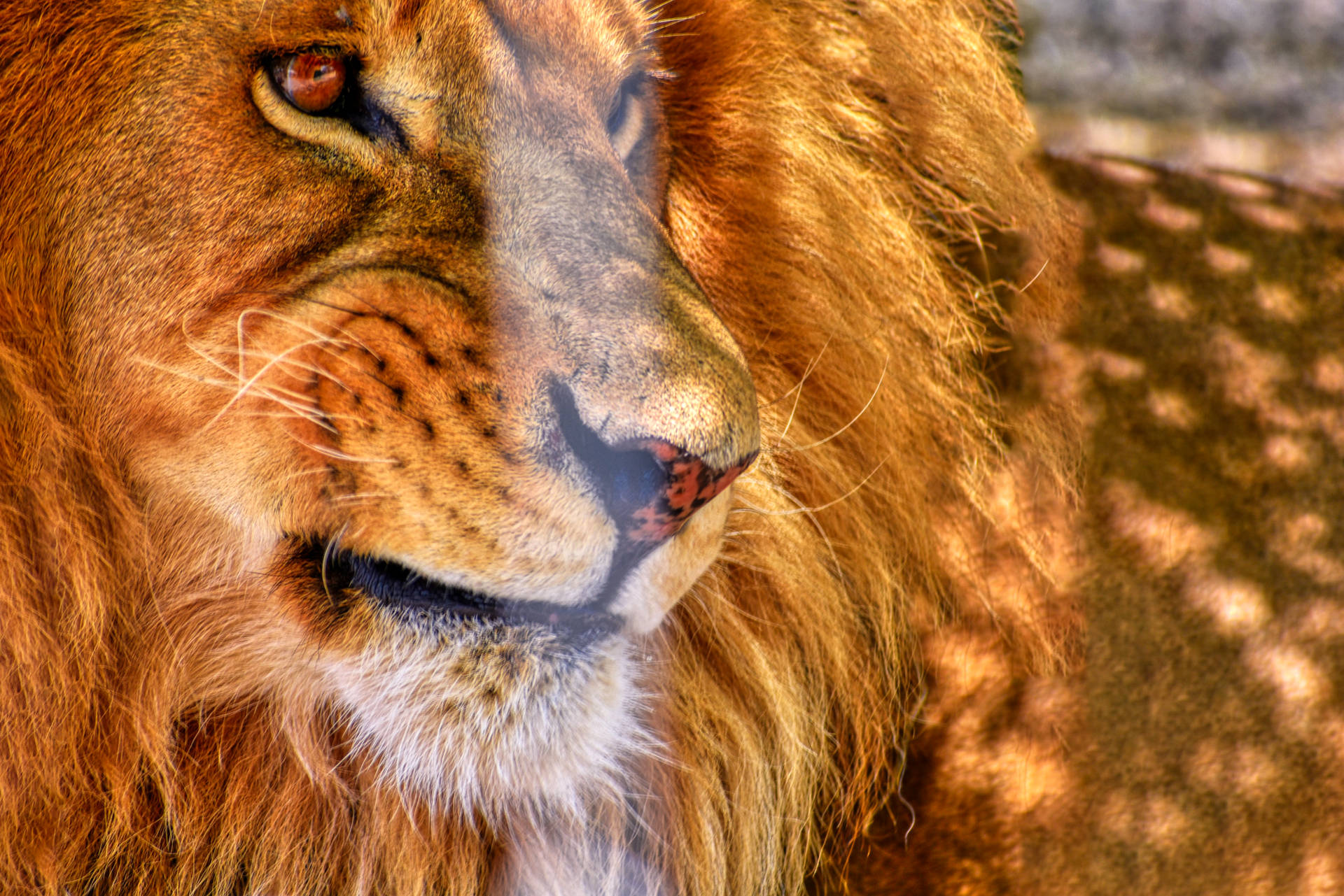 Angry Lion Looking Away Background