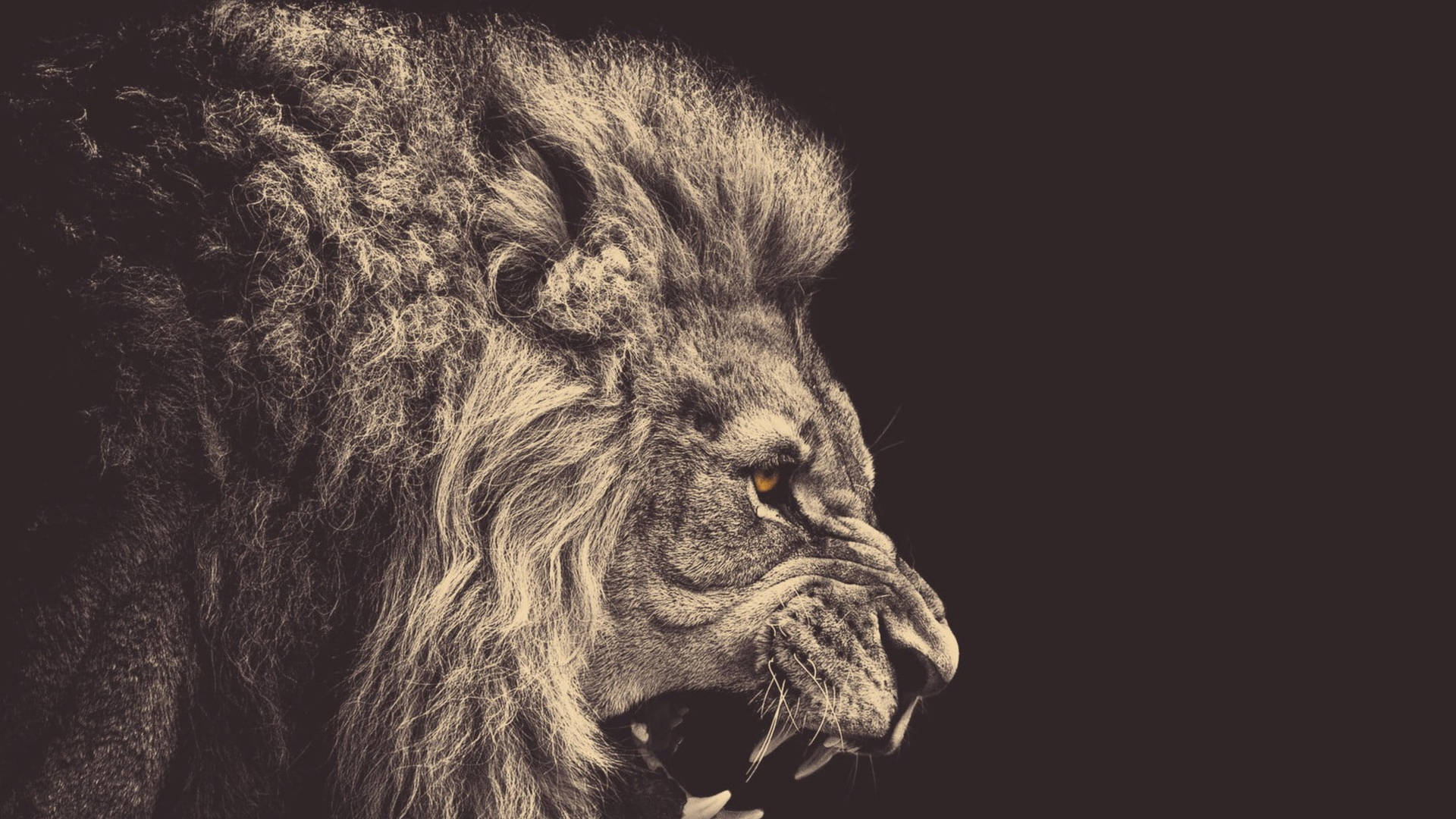 Angry Lion Sepia Background