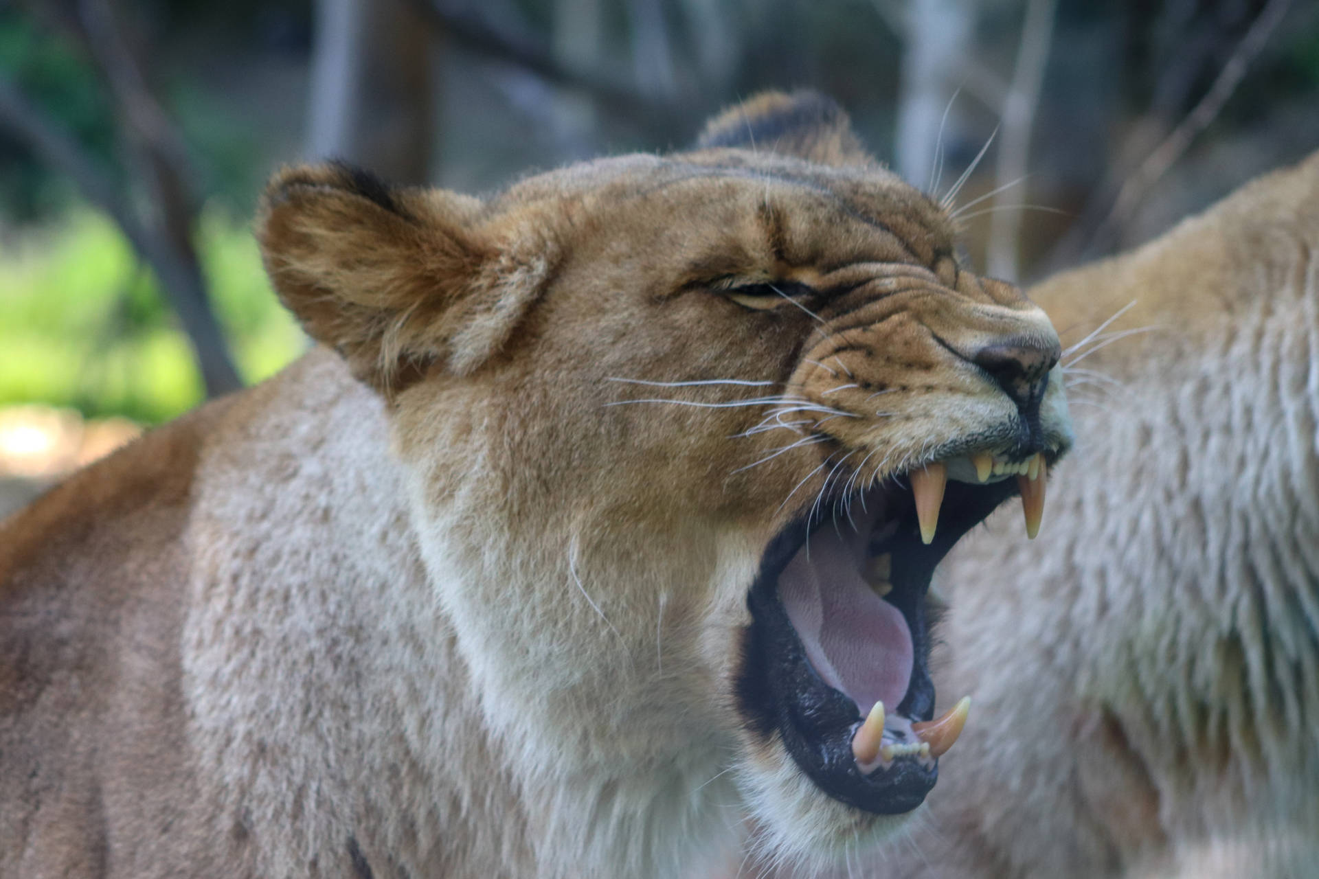 Angry Lion Showing Tongue Daytime Background