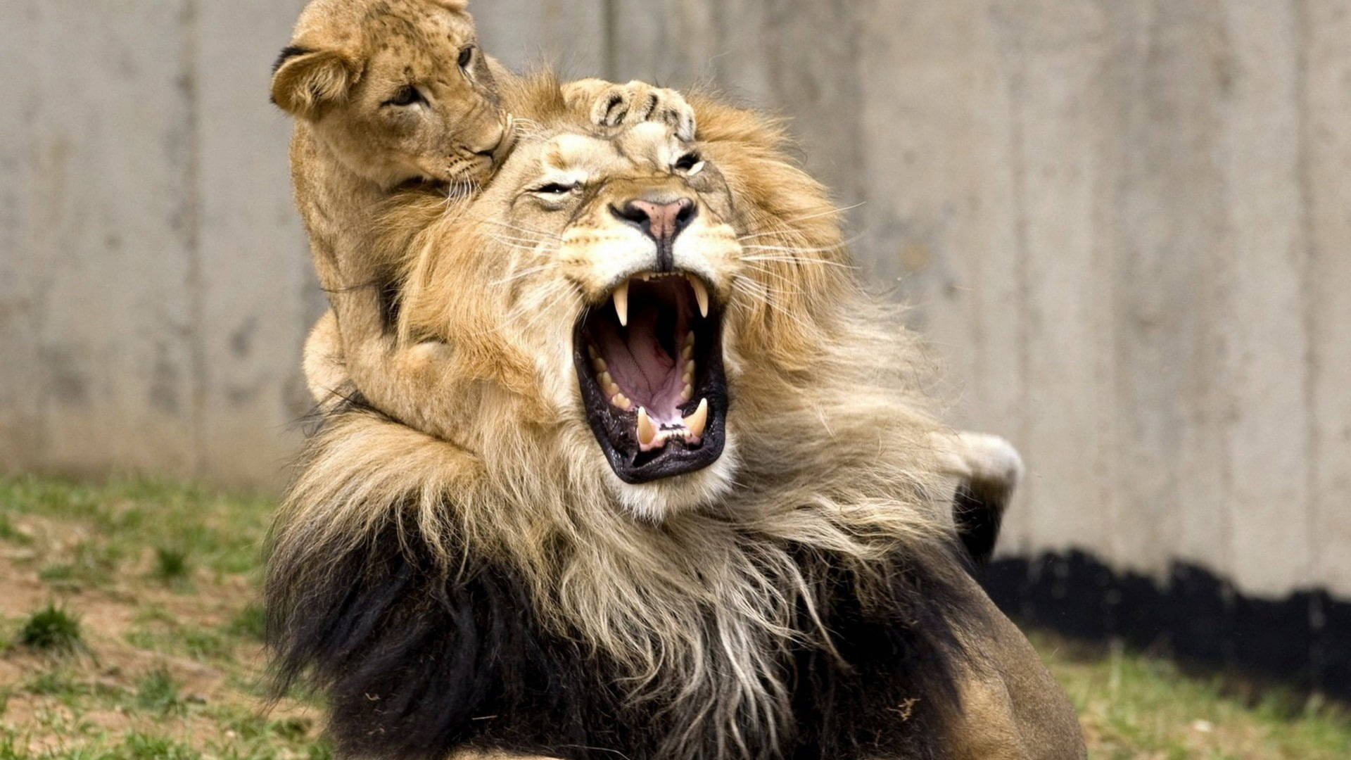 Angry Lion With Cub Background
