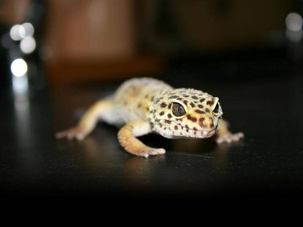 Angry Little Leopard Gecko Background