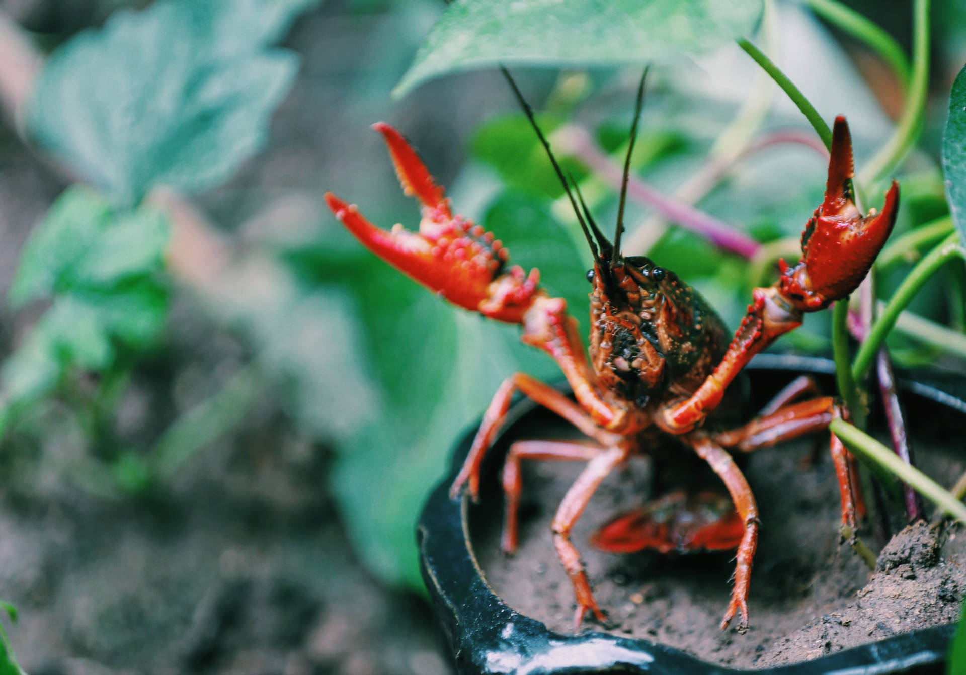 Angry Red Crayfish In Plant