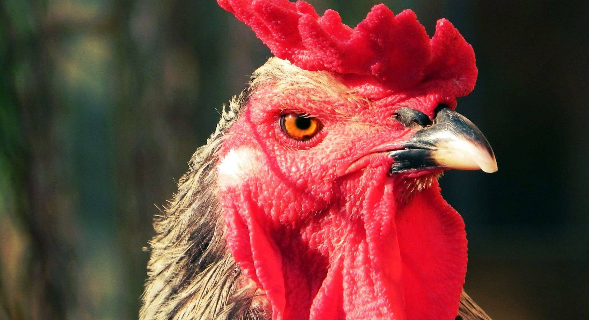 Angry Red Rooster Closeup Background