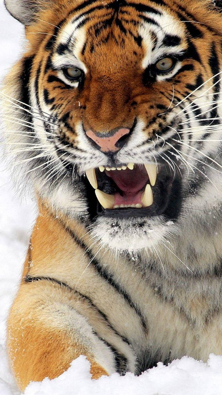 Angry Tiger Close Up In Snow