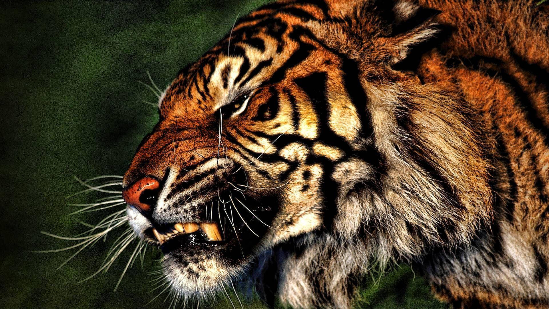 Angry Tiger Close Up