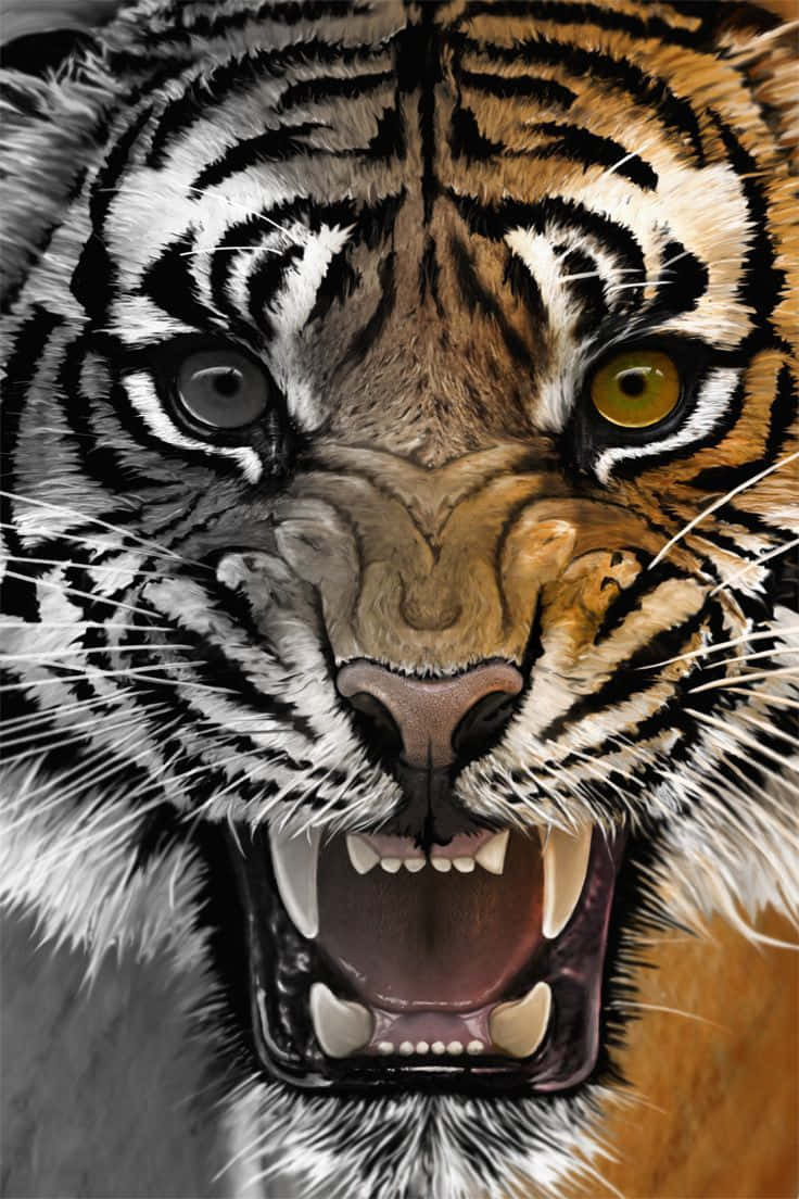 Angry Tiger Face