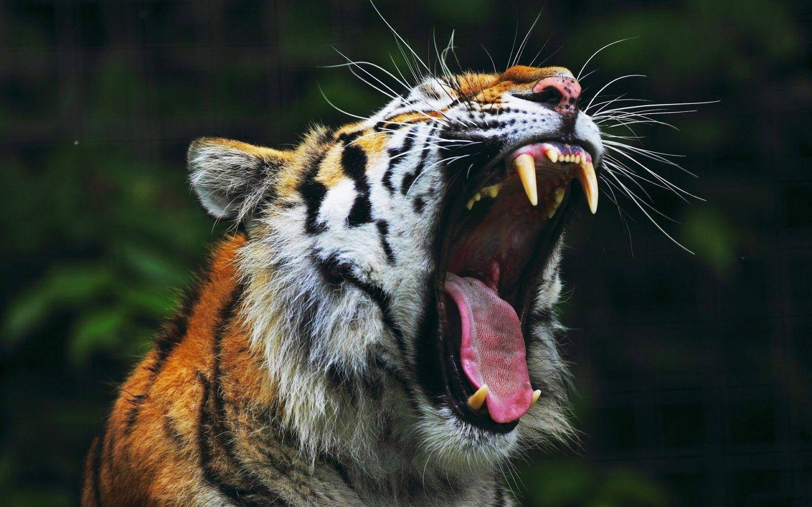 Angry Tiger Fangs