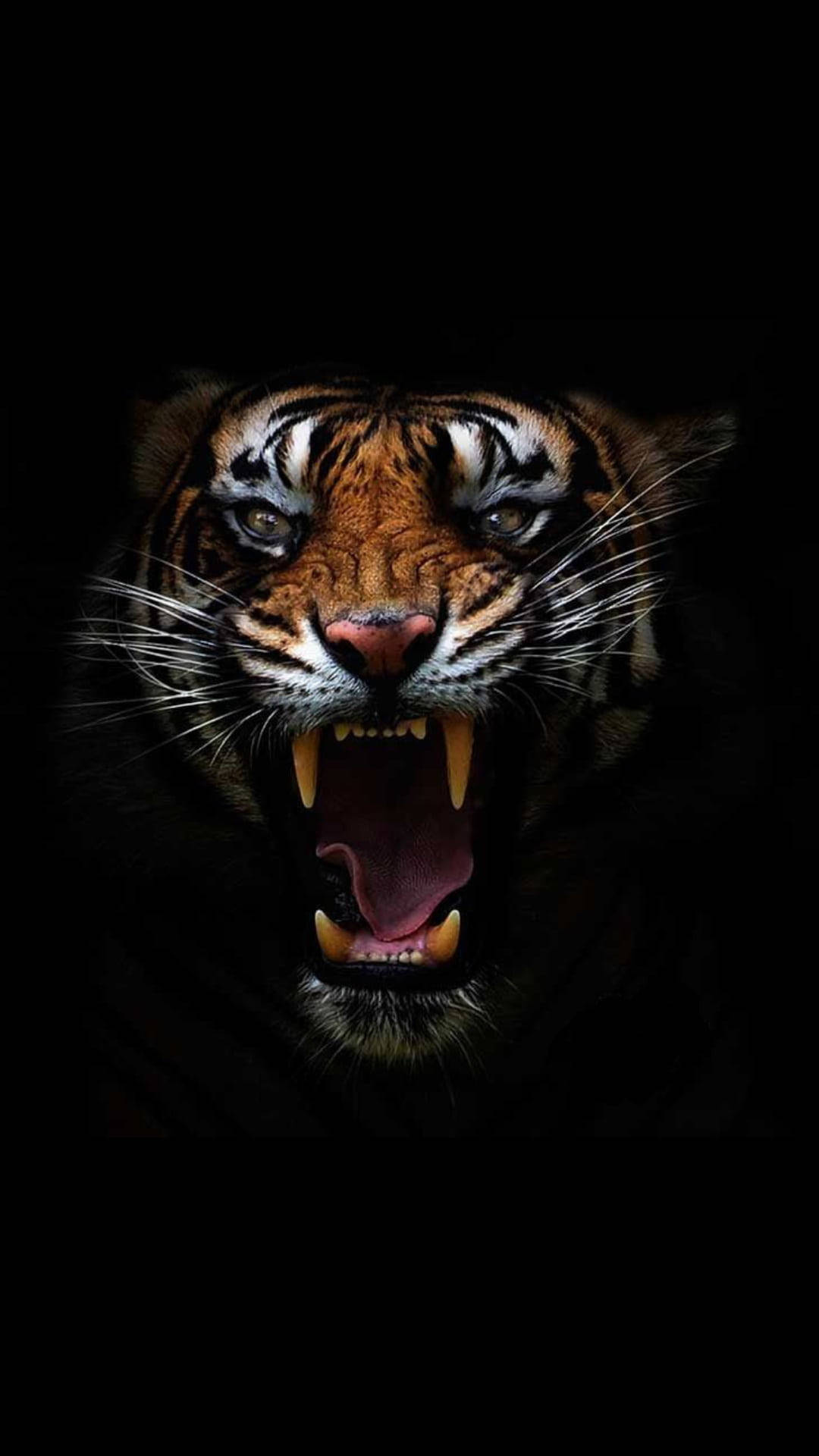 Angry Tiger Head Background