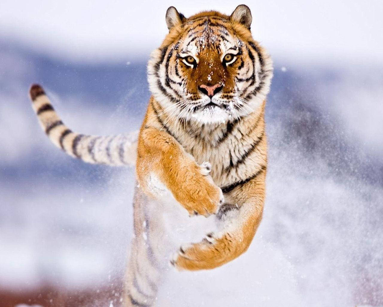 Angry Tiger In Snow