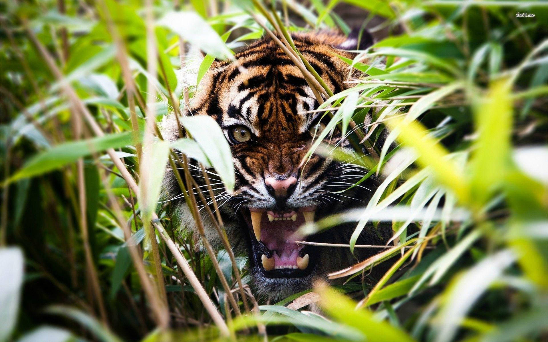 Angry Tiger In Tall Grass