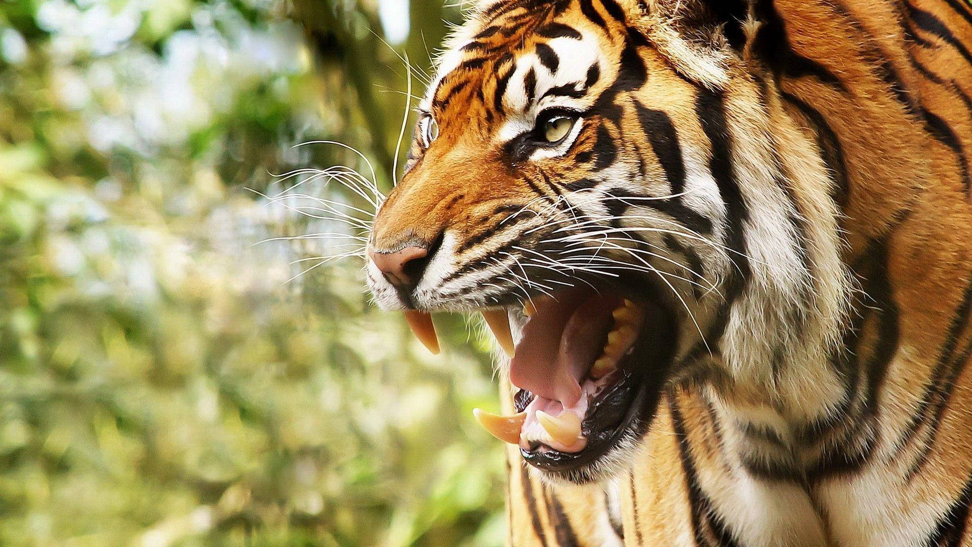 Angry Tiger Side View