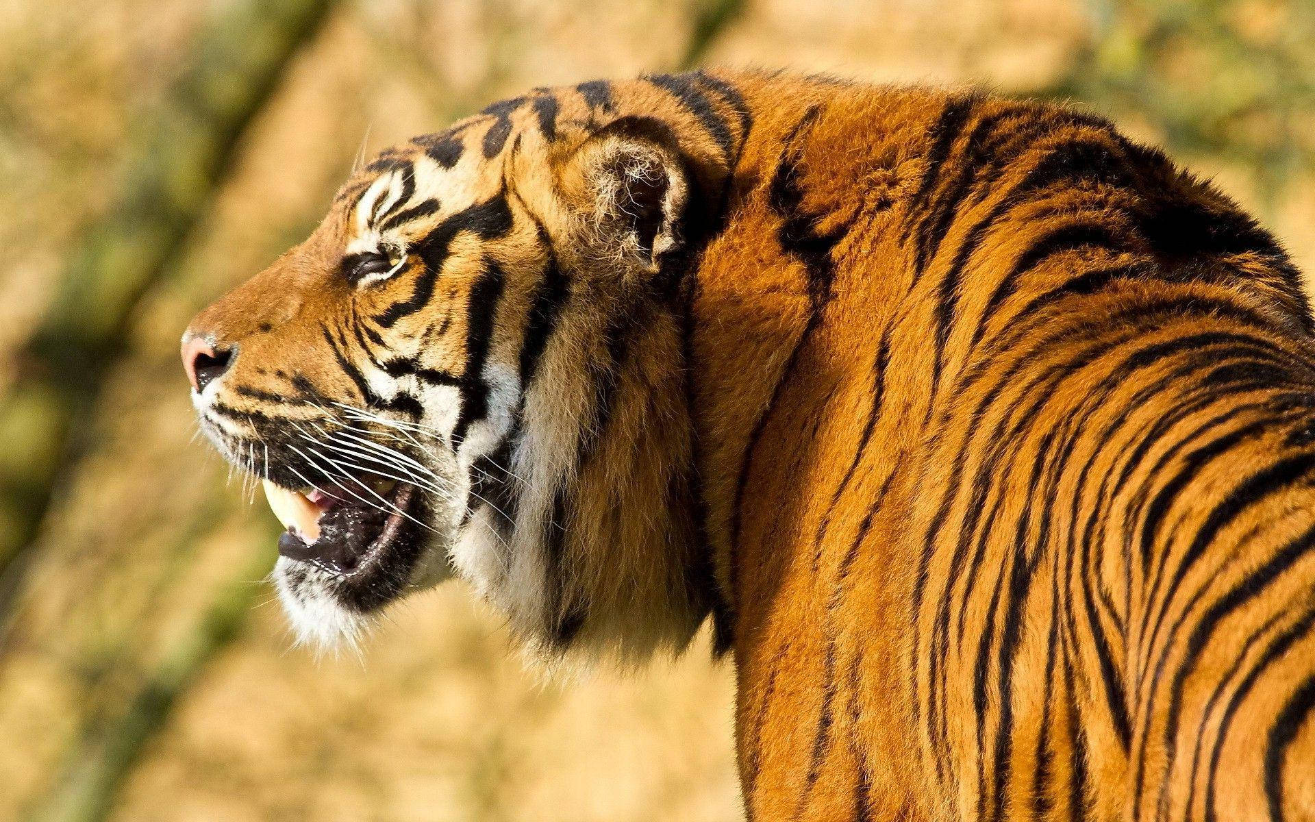 Angry Tiger Under Sunlight Background