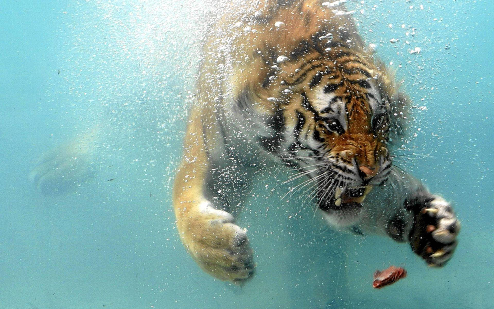 Angry Tiger Underwater