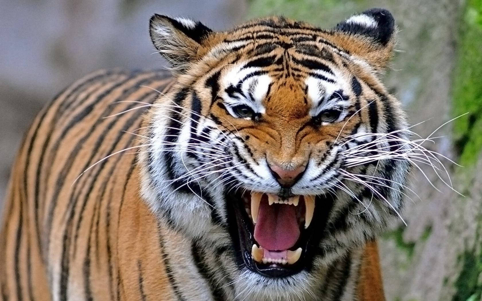 Angry Tiger With Long Whiskers Background