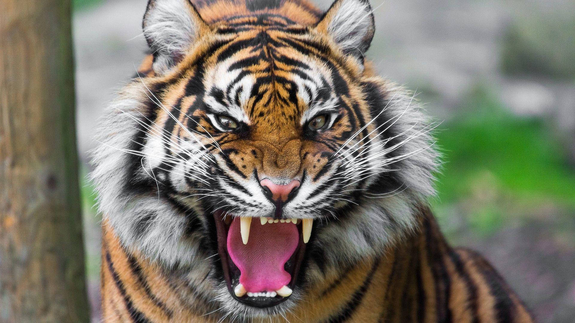 Angry Tiger With Mouth Open