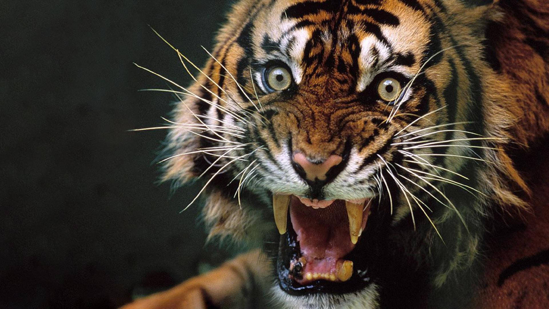 Angry Tiger With Round Eyes Background