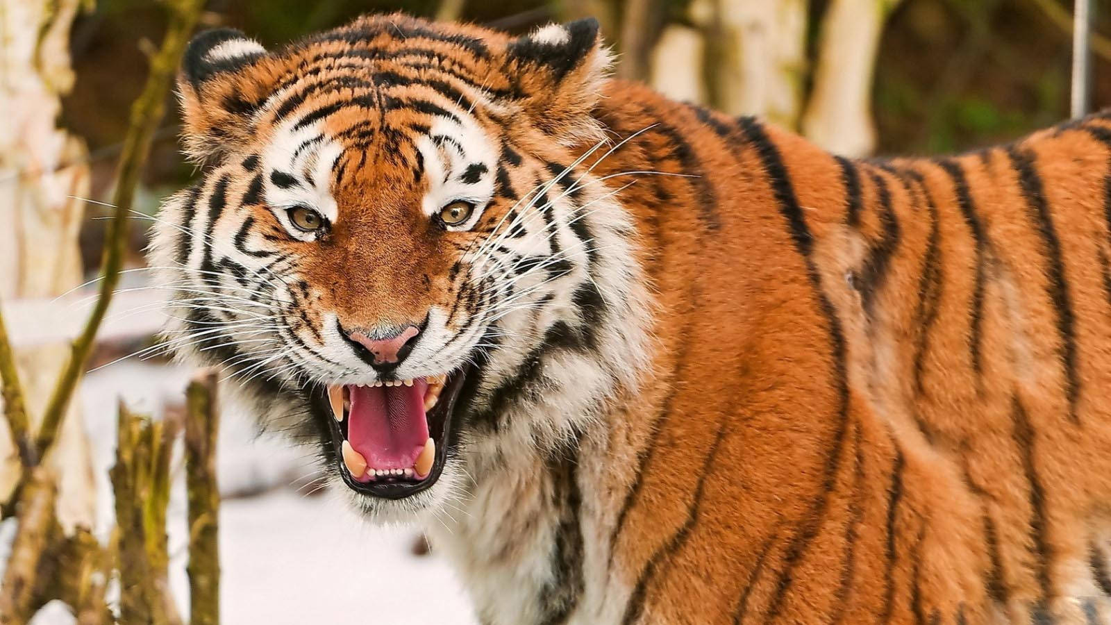 Angry Tiger With Stripes