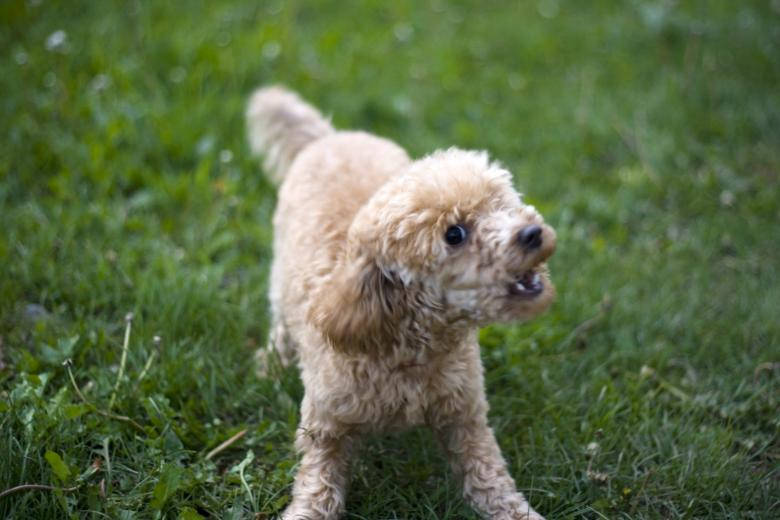 Angry Toy Poodle