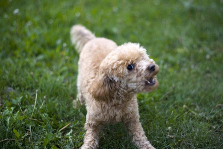 Angry Toy Poodle Background