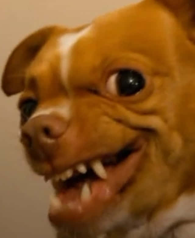 Angry Ugly Funny Chihuahua Close Up