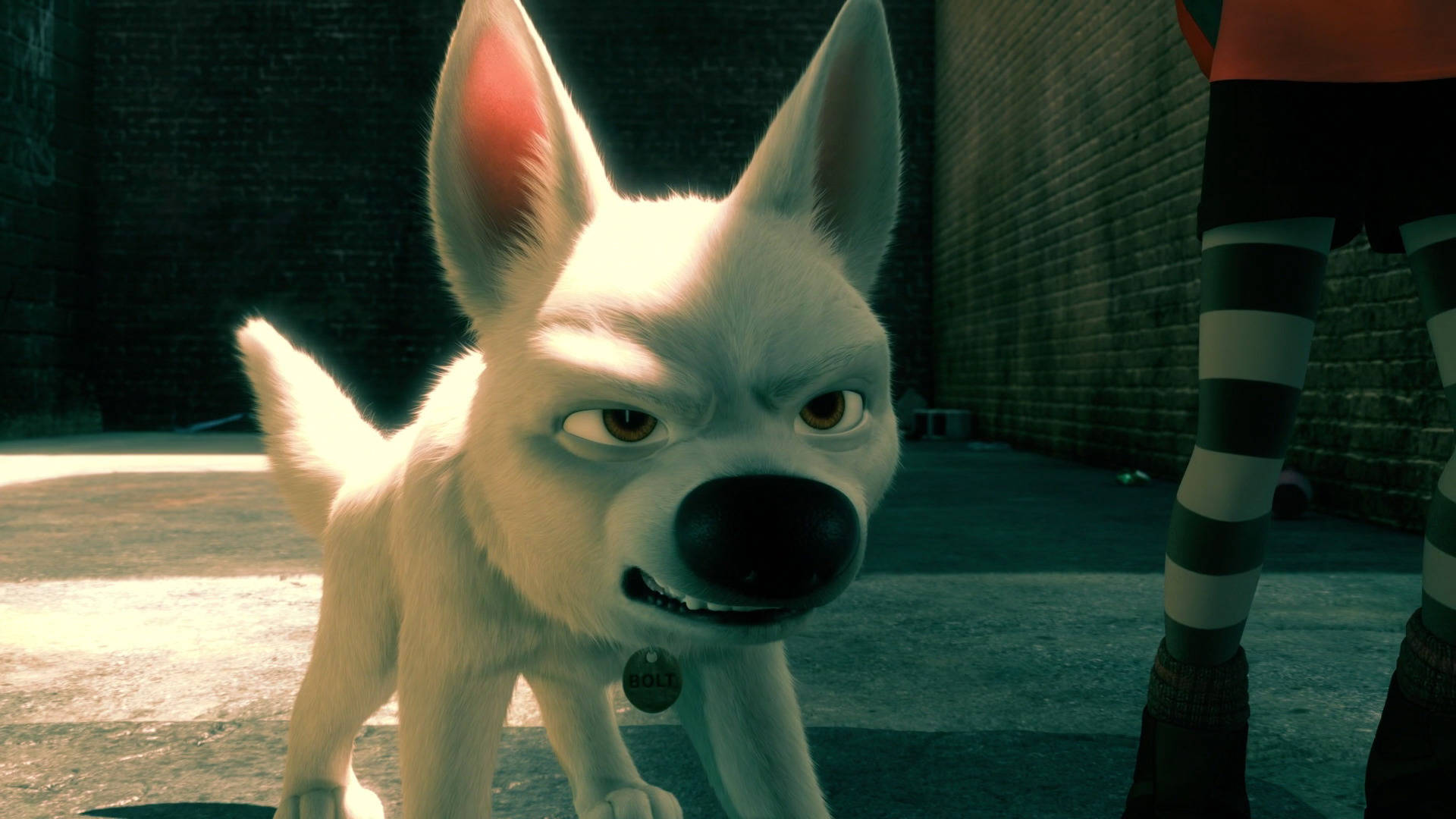 Angry White Dog Bolt