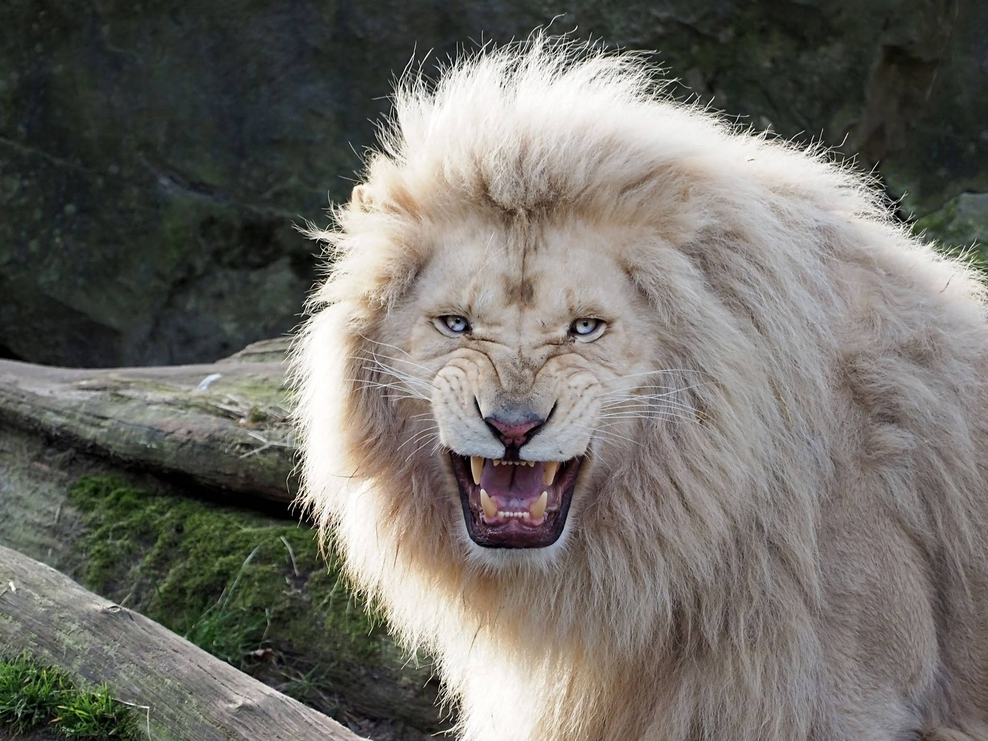 Angry White Lion Roar