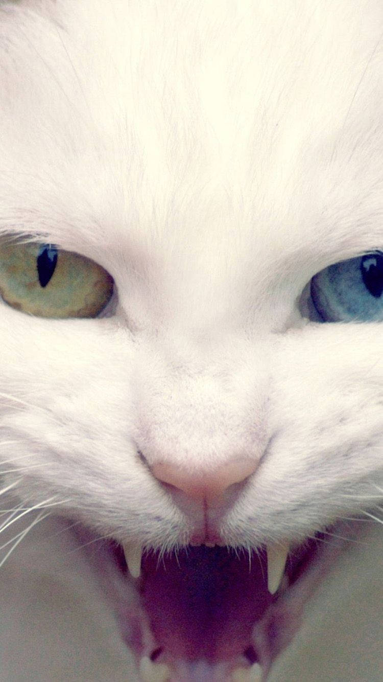 Angry White Turkish Angora Cat Iphone
