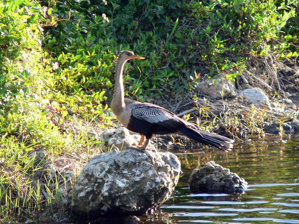 Anhinga At Everglades National Park