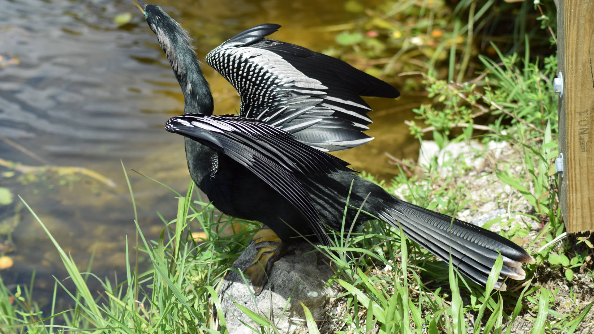 Anhinga On Stone Everglades National Park Background