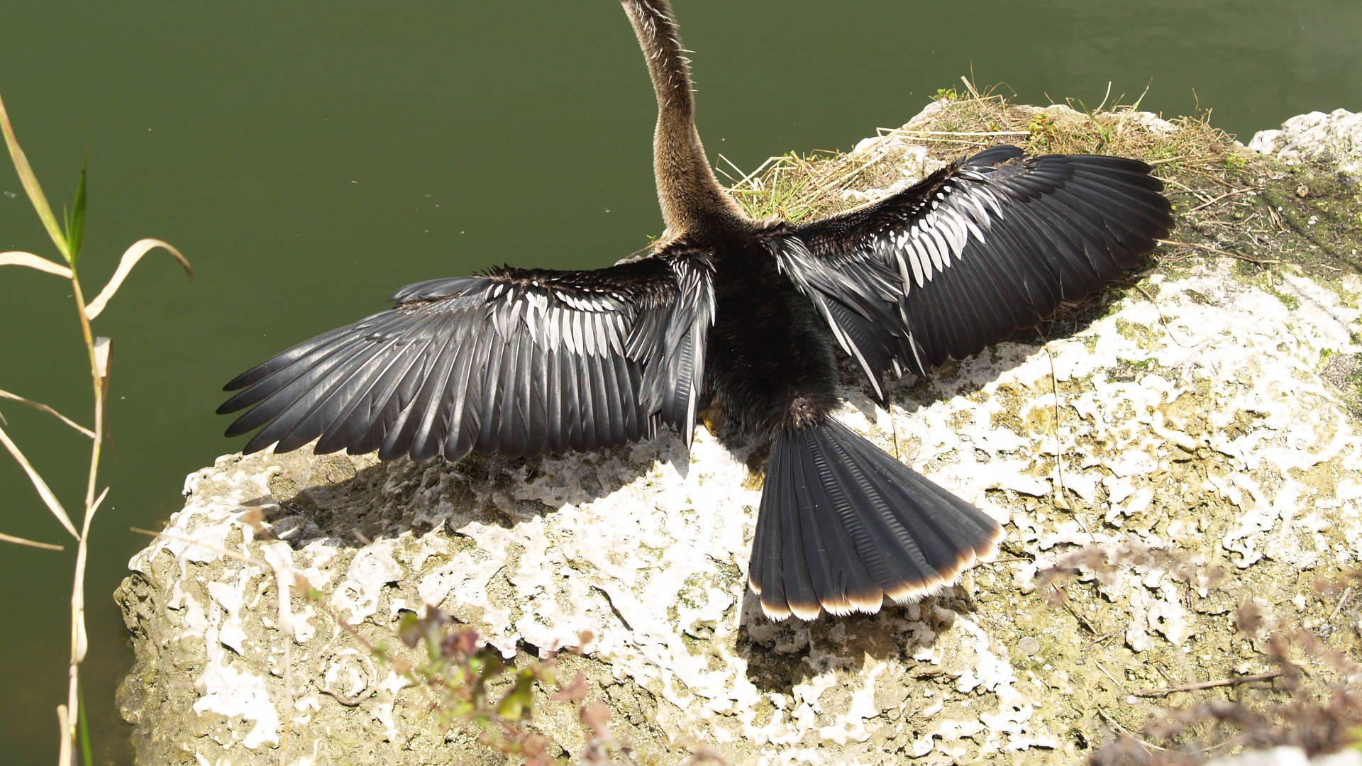 Anhinga Open Wings Everglades National Park