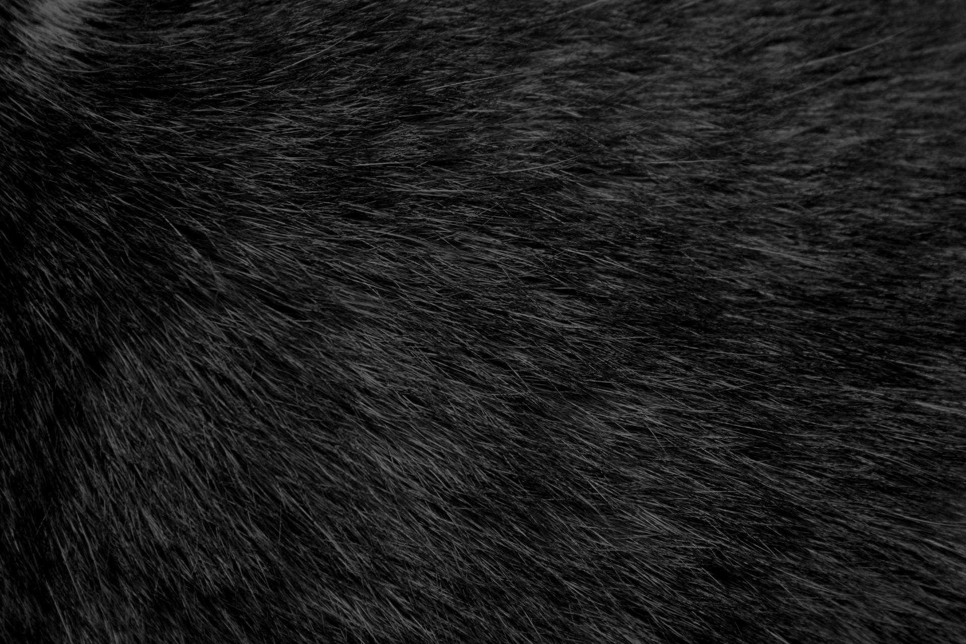 Animal Fur In Black Background